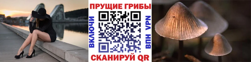 закладки  мега онион  Псилоцибиновые грибы ЛСД  Заречный 